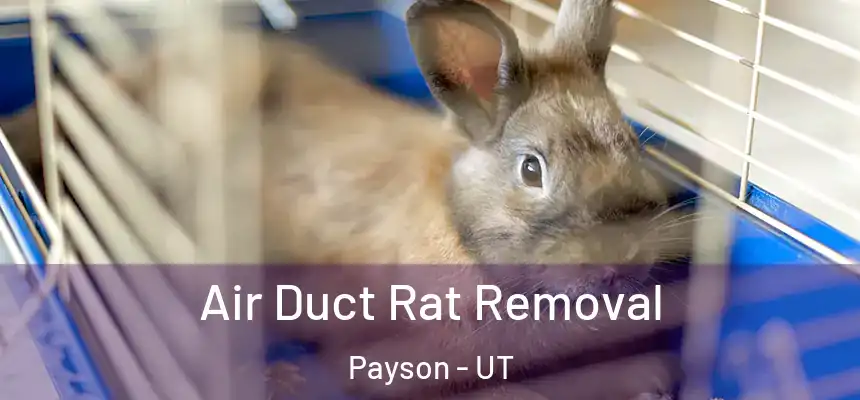  Air Duct Rat Removal Payson - UT